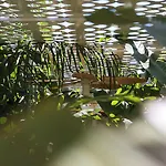 The Xon Çeşme